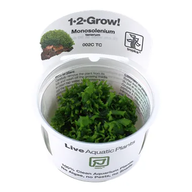 Tropica Monosolenium tenerum 1-2 Grow!