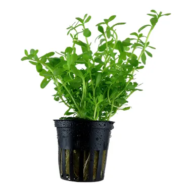 Bacopa 