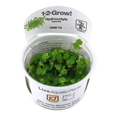 Tropica Hydrocotyle tripartita 1-2 Grow!