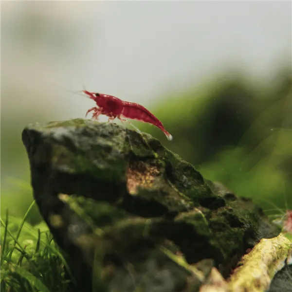 Neocaridina davidi "Red Cherry"