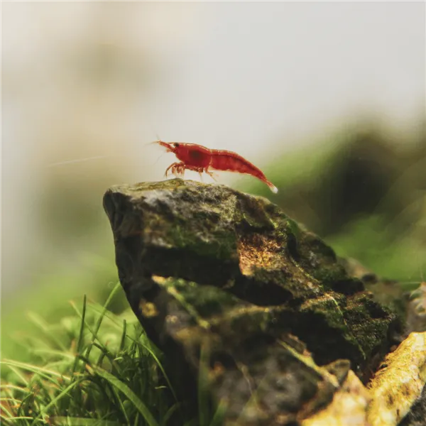 Neocaridina davidi "Red Cherry"