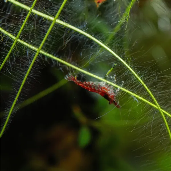 Neocaridina davidi "Red Cherry"