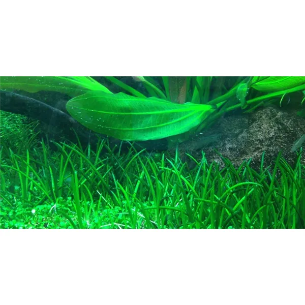 Tropica Littorella uniflora 1-2 Grow!