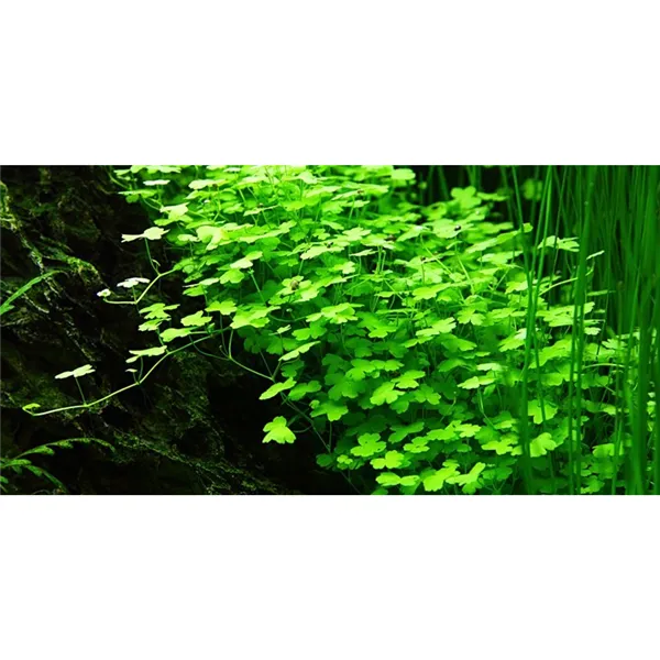 Tropica Hydrocotyle tripartita 1-2 Grow!