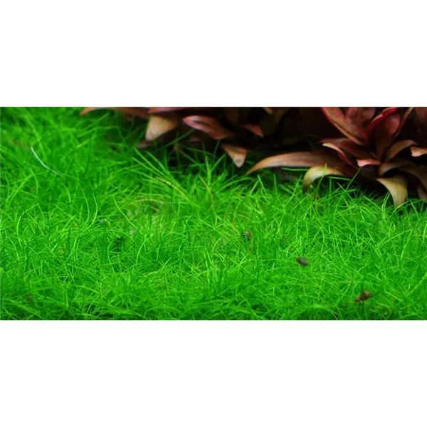 Tropica Eleocharis pusilla 1-2 Grow!