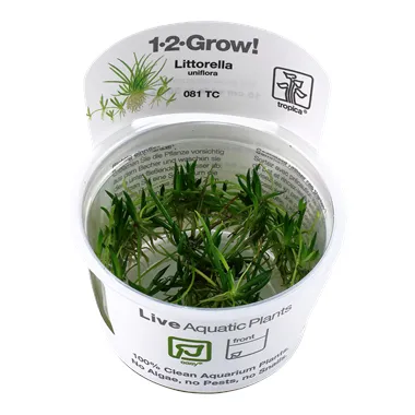 Tropica Littorella uniflora 1-2 Grow!