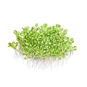 Tropica Elatine hydropiper 1-2 Grow!