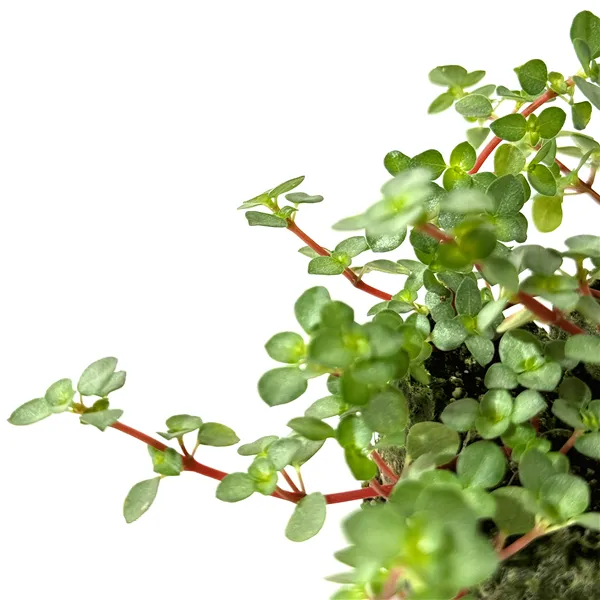 Wio Pilea Glauca ´Aqua Marine´ lepkavém substrátu