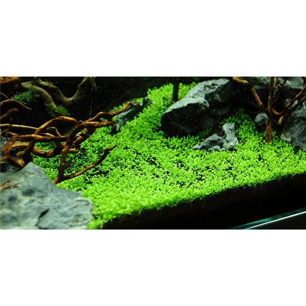 Tropica Elatine hydropiper 1-2 Grow!