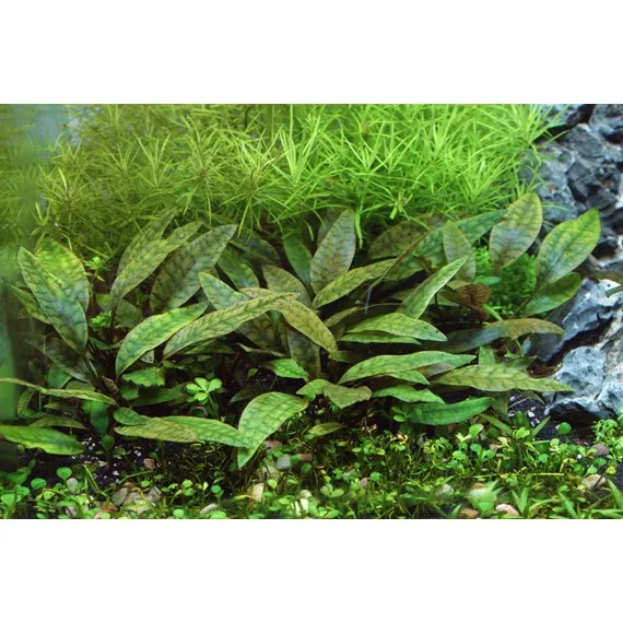 Dennerle Cryptocoryne x purpurea In-Vitro