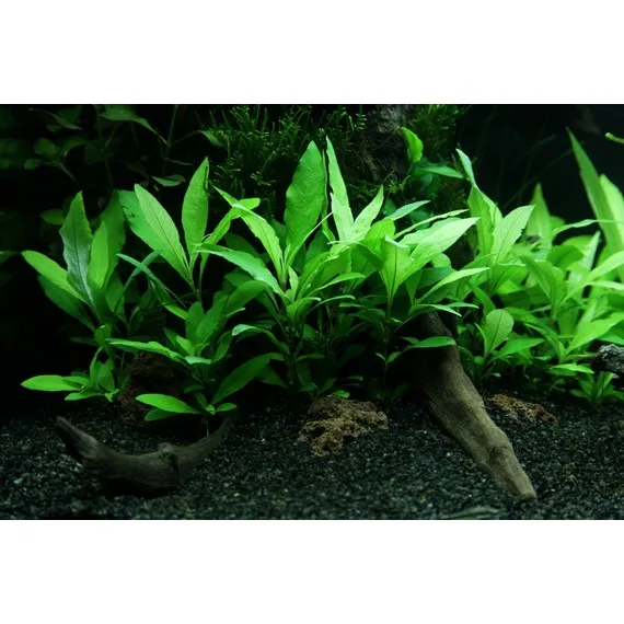 Hygrophila 