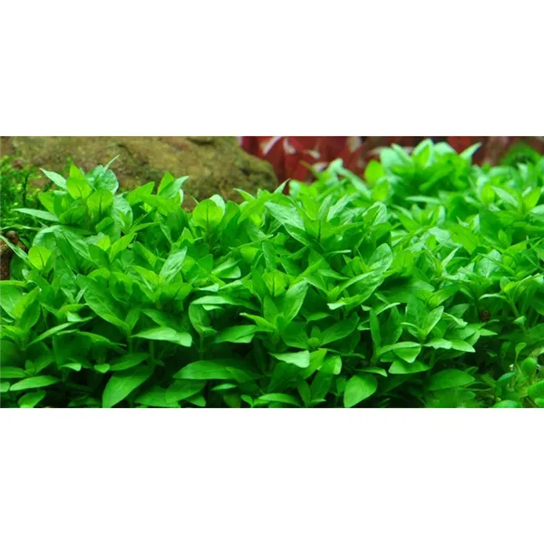 Tropica Staurogyne repens 1-2-Grow!